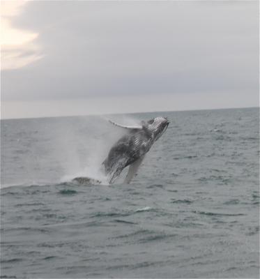 Baleine à bosse, Mégaptère Megaptera novaeangliae (Borowski, 1781)