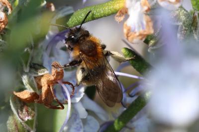  Andrena bicolor Fabricius, 1775