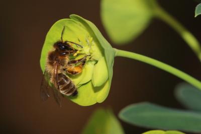  Andrena nigroaenea (Kirby, 1802)