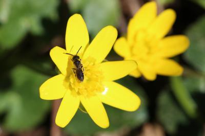  Andrena Fabricius, 1775