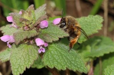 Anthophore commune, Anthophore plumeuse, Anthophor Anthophora plumipes (Pallas, 1772)