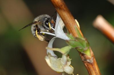 Anthophore commune, Anthophore plumeuse, Anthophor Anthophora plumipes (Pallas, 1772)