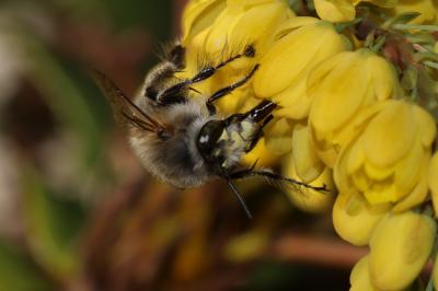 Anthophore commune, Anthophore plumeuse, Anthophor Anthophora plumipes (Pallas, 1772)
