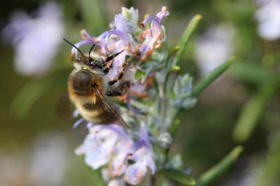 Anthophore commune, Anthophore plumeuse, Anthophor Anthophora plumipes (Pallas, 1772)