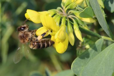 Abeille domestique, Abeille européenne, Abeille me Apis mellifera Linnaeus, 1758