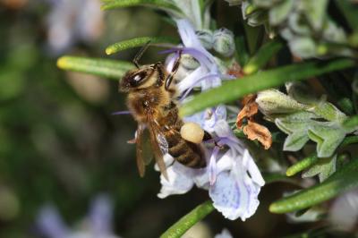 Abeille domestique, Abeille européenne, Abeille me Apis mellifera Linnaeus, 1758