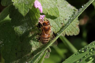 Abeille domestique, Abeille européenne, Abeille me Apis mellifera Linnaeus, 1758