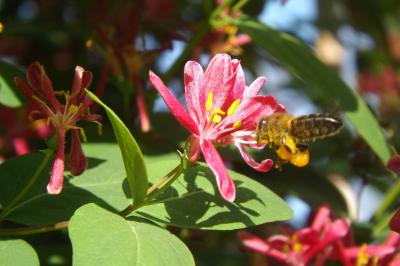 Abeille domestique, Abeille européenne, Abeille me Apis mellifera Linnaeus, 1758