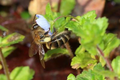 Abeille domestique, Abeille européenne, Abeille me Apis mellifera Linnaeus, 1758