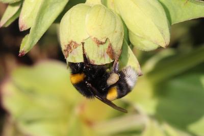  Bombus Latreille, 1802