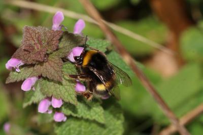  Bombus Latreille, 1802