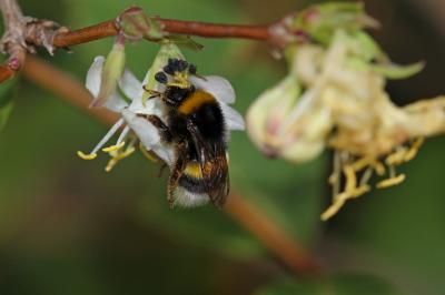  Bombus Latreille, 1802