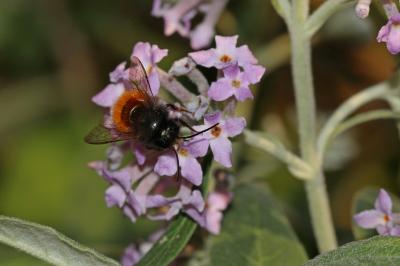  Osmia cornuta (Latreille, 1805)
