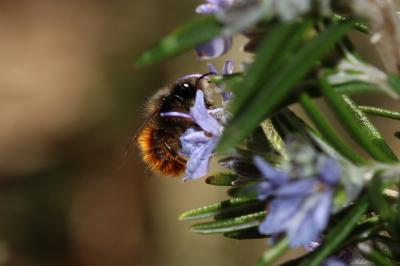  Osmia cornuta (Latreille, 1805)
