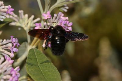 Abeille charpentière, Xylocope violet Xylocopa violacea (Linnaeus, 1758)