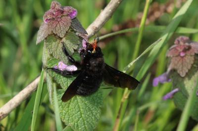 Abeille charpentière, Xylocope violet Xylocopa violacea (Linnaeus, 1758)