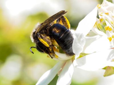  Andrena Fabricius, 1775