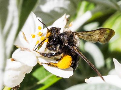  Andrena Fabricius, 1775