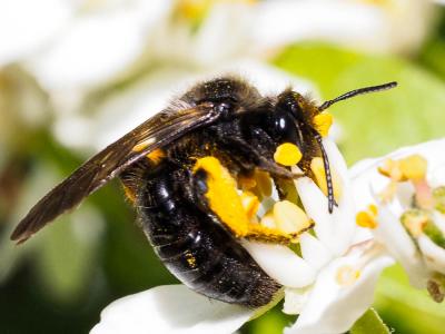  Andrena Fabricius, 1775