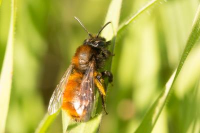  Andrena fulva (Müller, 1766)