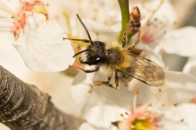  Andrena fulva (Müller, 1766)