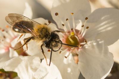  Andrena fulva (Müller, 1766)