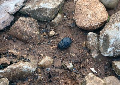  Trox perlatus (Goeze, 1777)