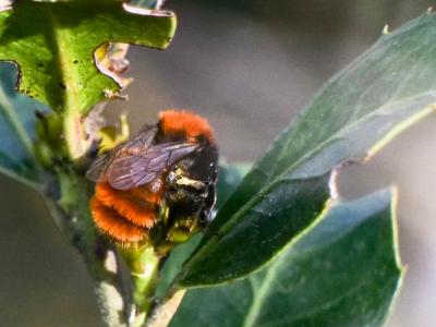  Andrena fulva (Müller, 1766)