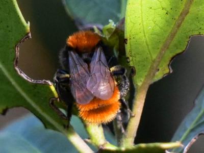  Andrena fulva (Müller, 1766)