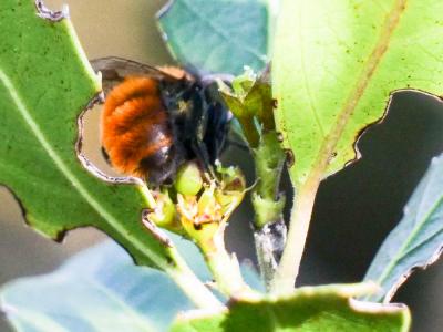  Andrena fulva (Müller, 1766)