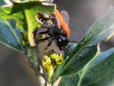  Andrena fulva (Müller, 1766)