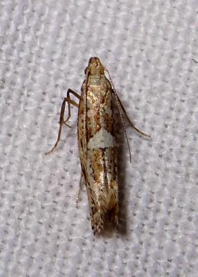  Acrolepiopsis marcidella (Curtis, 1850)