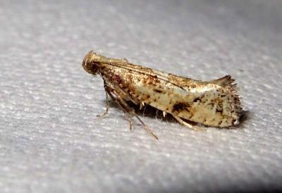  Acrolepiopsis marcidella (Curtis, 1850)