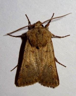 Noctuelle Cendrée (La) Agrotis cinerea (Denis & Schiffermüller, 1775)
