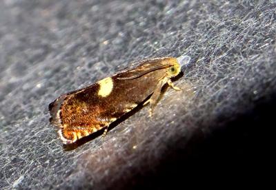  Cydia inquinatana (Hübner, 1800)