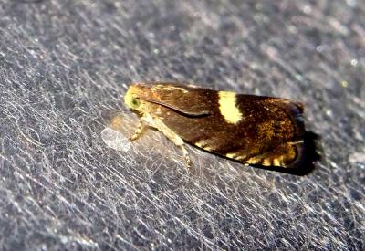  Cydia inquinatana (Hübner, 1800)