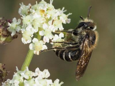  Andrena flavipes Panzer, 1799
