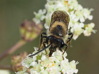  Andrena flavipes Panzer, 1799
