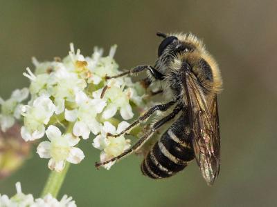  Andrena flavipes Panzer, 1799