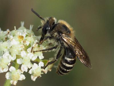  Andrena flavipes Panzer, 1799
