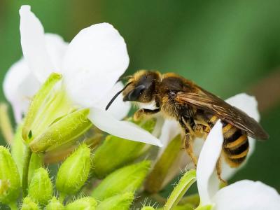  Halictus scabiosae (Rossi, 1790)