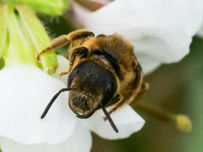  Halictus scabiosae (Rossi, 1790)