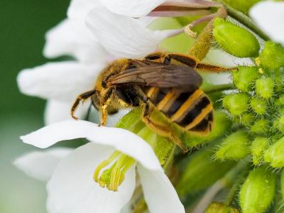  Halictus scabiosae (Rossi, 1790)