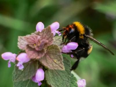 Bourdon terrestre (Le) Bombus terrestris (Linnaeus, 1758)