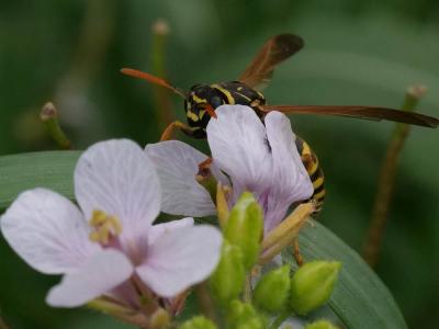  Polistes nimpha (Christ, 1791)