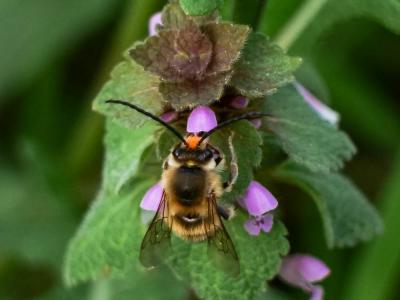  Eucera Scopoli, 1770