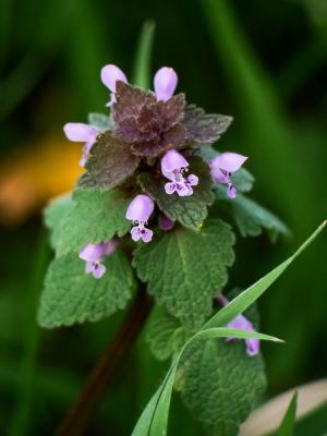 Lamier pourpre, Ortie rouge Lamium purpureum L., 1753