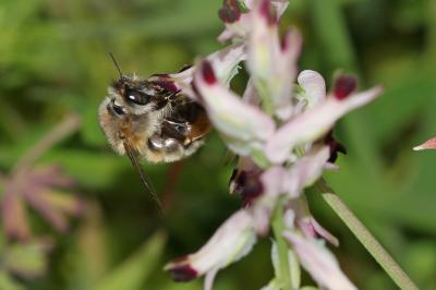 Anthophore commune, Anthophore plumeuse, Anthophor Anthophora plumipes (Pallas, 1772)