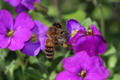 Abeille domestique, Abeille européenne, Abeille me Apis mellifera Linnaeus, 1758