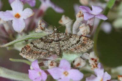 Fausse-Eupithécie (La) Gymnoscelis rufifasciata (Haworth, 1809)
